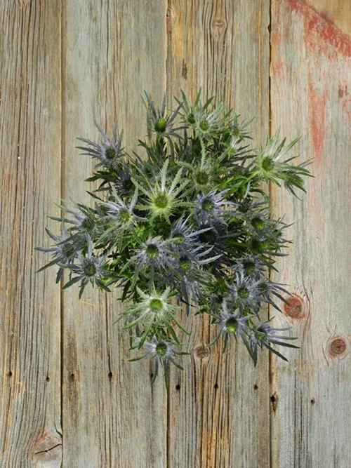 BLUE BELL  BLUE ERYNGIUM